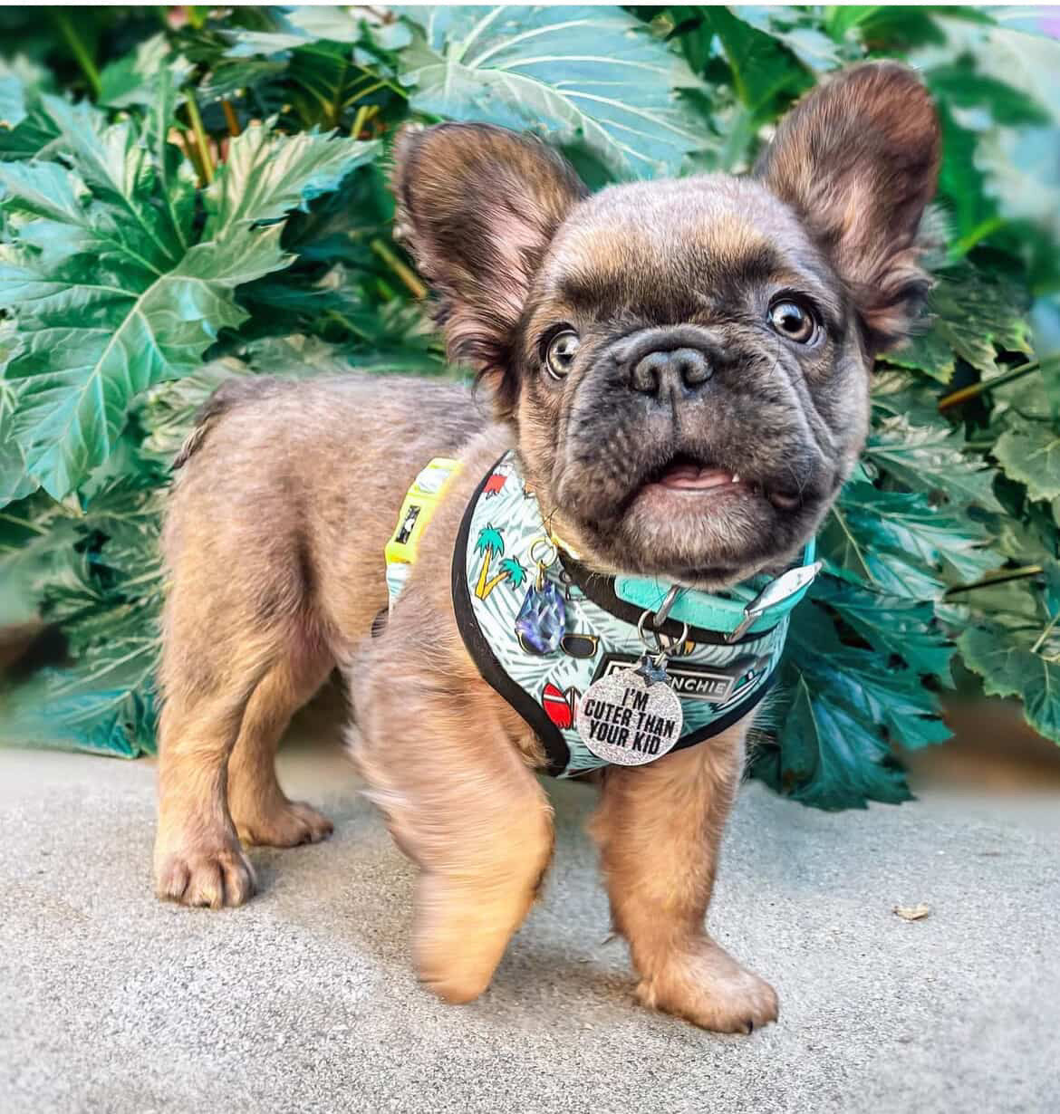 I'm Cuter Than Your Kid